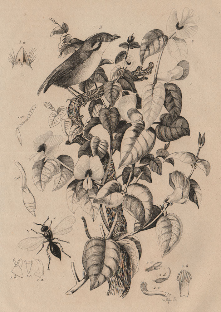 Platygaster robiniae. Platylobium plant. Platyrhinque (Flycatcher) 1834 print